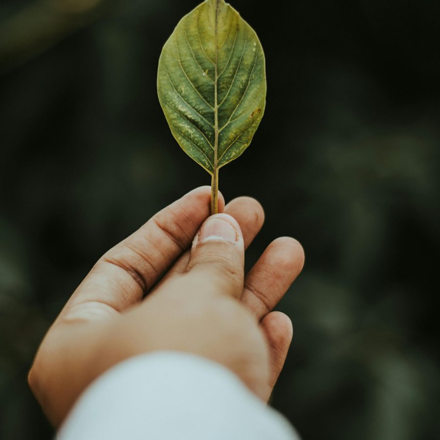 A hand gently holds a green leaf, symbolizing connection with nature and simplicity.